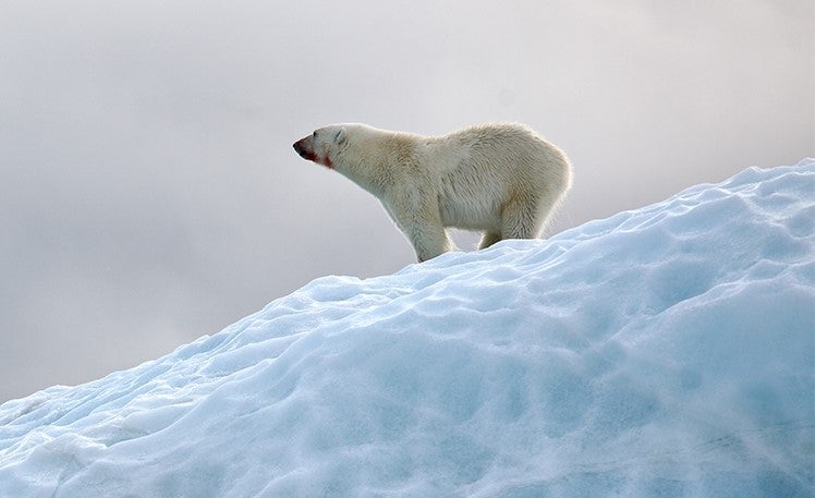 Polar bear on an ice cap
